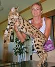Available F1 Savannah Kittens for Sale | Drinkwater F1 ...