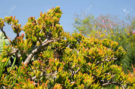 When i was directed to margrit bischofberger of international crassulaceae network for a plant id, she informed me that this plant was actually crassula ovata 'ladyfingers' and not crassula argentea 'gollum'. Crassula Ovata Gollum Jade Succulent Plant Known As Et Fingers Stock Photo Picture And Royalty Free Image Image 65251557