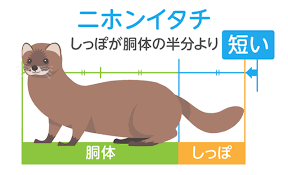 Maybe you would like to learn more about one of these? ã‚¤ã‚¿ãƒã®ç¨®é¡žã¯å®Ÿè³ª2ç¨®é¡ž å±‹æ ¹è£ã«è¢«å®³å¯¾ç­–ã‚'ã—ã¦æ•ç²ãŠã‚ˆã³é§†é™¤ã‚'ã—ã‚ˆã† å®³ç£é§†é™¤110ç•ª