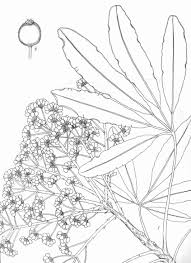 Image result for Neocussonia umbellifera