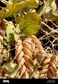 Image result for Flemingia strobilifera