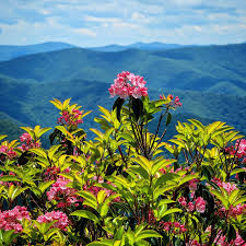 Image result for Commelina latifolia
