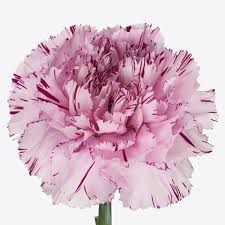 Fragrant carnations are our speciality. Wholesale Carnations Guide Wedding Flower Guides Uk Triangle Nursery