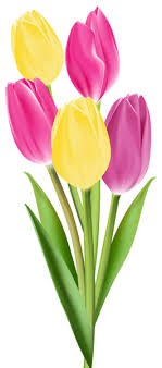 Tulips Png Image Flower Phone Wallpaper Tulip Painting Flower Painting
