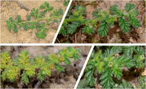Image result for Coldenia procumbens