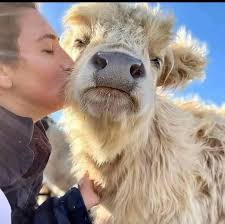 Mini highland calf for sale