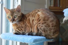 Rick, my husband, and i (sabrina) work so hard to provide the best possible kitten(s) for you that we can. Aspengold Bengals Top Licensed Bengal Breeder Of Colorado