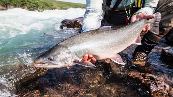 Catch It. Release It? Kill It? Eat It? | MeatEater Fishing