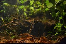Nature And Its Embodiment In The Biotope Aquaria Realities And Misconceptions Vse Dlya Akvariuma Terrariuma I Pr Nature Aquarium Biotope Aquarium Aquascape
