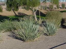 Image result for Dasylirion