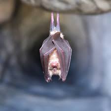 ベランダにコウモリが来たときの対策！追い出す方法は？ | 害獣駆除（ネズミ、イタチ、ハクビシン、アライグマ、コウモリ など）のお役立ち情報サイト「がいじゅうZEROマガジン」