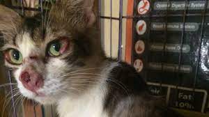 Penyakit Sporo Kucing Perlu Segera Dirawat Kurangkan Risiko Psherbs