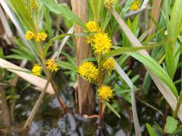 Image result for Lysimachia ruhmeriana