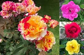 Check spelling or type a new query. What Do Roses Mean And Symbolize For Each Color Florgeous