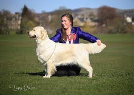 Golden retriever puppies make excellent family pets and we have a wide selection of puppies for you. Grcs Golden Retriever Club Of Scotland