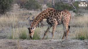 Why do giraffes watch the people around them? How Do Giraffes Drink Water Youtube