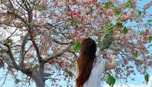 Maybe you would like to learn more about one of these? Tak Perlu Ke Jepang Bunga Sakura Juga Ada Di Indonesia