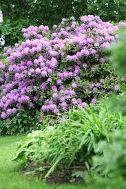 Blomsterverkstad Lovely Rhododendron Vaxter Vackra Tradgardar Vackra Blommor