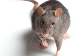 Pest control service and treatment for termites, rodents and bed bugs, by: Localgov Co Uk Your Authority On Uk Local Government Plague Of Pests Warning Over Council Cuts