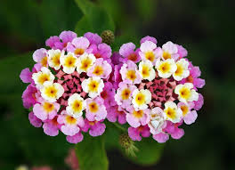 In south florida, our seasons do not seem to cooperate and follow the calendar. Lantana Plants Best Flower For Florida Gardens Wohomen