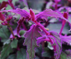 Maybe you would like to learn more about one of these? Exotic Angel Plants Photos Facebook