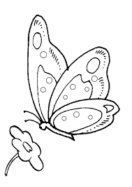 Feb 04, 2021 · color this rainbow butterfly coloring page; Butterfly Colouring Page Activities Kidspot