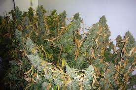Es gibt zwei verschiedene methoden, um cannabis / hanf anzubauen. Wann Soll Man Hanf Ernten Um Viele Wirkstoffe Zu Haben