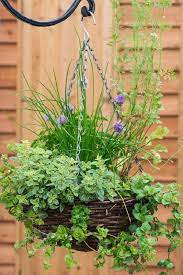 11 Best Herbs For Hanging Baskets In 2021 Plants For Hanging Baskets Hanging Herbs Perennial Herbs