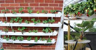 Maybe you would like to learn more about one of these? Growing Strawberries Hydroponically How To Grow Hydroponic Strawberries Balcony Garden Web
