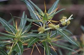 Image result for Xanthium