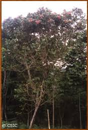 Image result for Pachylobus edulis