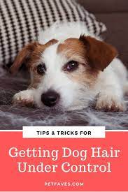 How To Control Dog Hair In The House