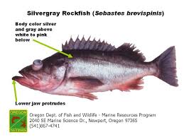 Odfw Finfish Species Rockfish