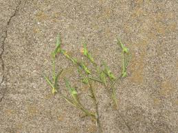 Image result for Commelina subulata