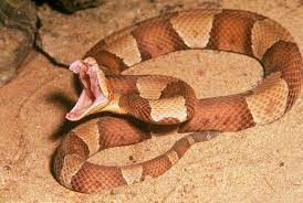 Broadband Copperhead Open Mouth Fangs Exposed Snake Venom Reptile Snakes Reptiles Pet