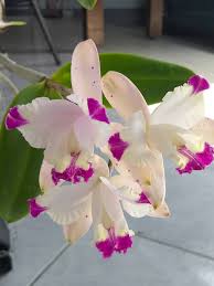 pin by any alarcon on orchids beautiful orchids orchid flower beautiful flowers