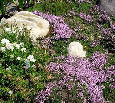 15 Reasons Why You Should Plant Herbs This Year Creeping Thyme Thyme Plant Best Ground Cover Plants
