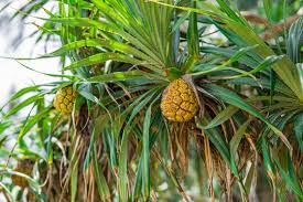 Image result for Pandanus odoratissimus