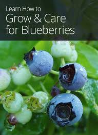 How To Grow And Care For Blueberries Food Forest Garden Growing Blueberries Blueberry Plant