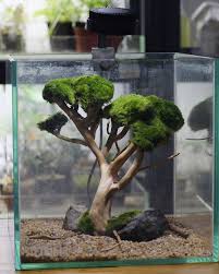 Bonsai Tree Moss Plant 20cm X 20cm Tropical Cube Tank Tank Design Aquascape Nano Tank