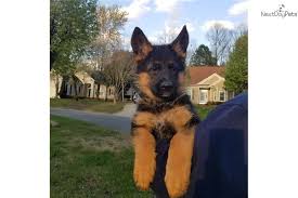 Maybe you would like to learn more about one of these? German Shepherd Puppies Nc Petfinder