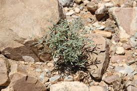 Image result for Hypertelis cerviana