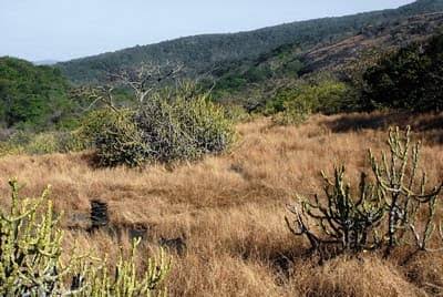 The Sanjay Gandhi National Park - Wildlife Conservation Trust