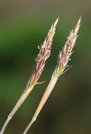 Image result for Centropodia