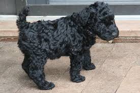 Once the litter you are looking for appears, please inu japanese chin japanese shiba inu japanese spitz keeshond kerry blue terrier king charles. Kerry Blue Terrier Puppies For Sale Des Moines Ia 152613