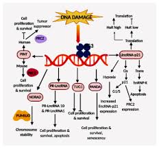 Cells Free Full Text Deciphering The Mounting Complexity Of The P53 Regulatory Network In Correlation To Long Non Coding Rnas Lncrnas In Ovarian Cancer Html