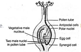 All plants have the means and the third whorl contains the male reproductive structures and is known as the androecium. Important Questions For Sexual Reproduction In Flowering Plants Class 12