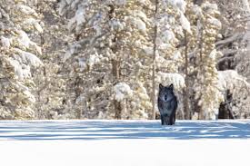 Below are 10 most popular and newest black wolf wallpaper hd for desktop computer with full hd 1080p (1920 × 1080). Black Wolf Hd Animals 4k Wallpapers Images Backgrounds Photos And Pictures
