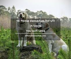 Finally I Have Found Home Remedies For Uti In Dogs To Help Heal And Soothe Your Dog And Bring Them Back To Their Normal State Of Health With Images Dog Uti