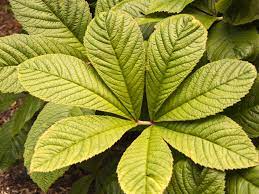 No need to register, buy now! Fiederblattriges Schaublatt Rodgersia Pinnata Info Angebot